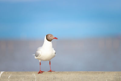 Close-up of seagull