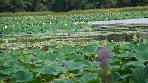 Close-up of lotus water lily in lake