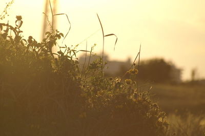 Close-up of silhouette plants on field against sky