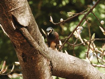 Bird perching on branch