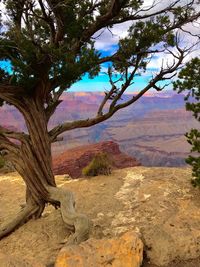 Tree in a desert