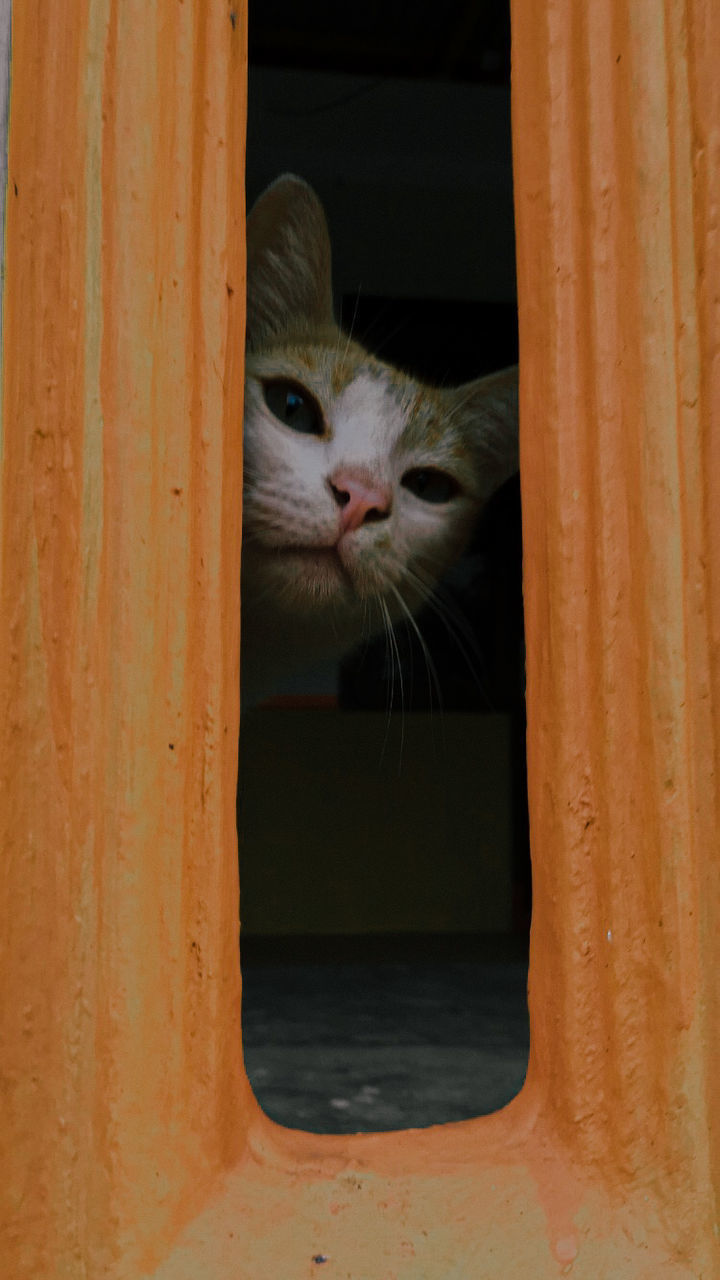 CLOSE-UP OF CAT LOOKING THROUGH WINDOW