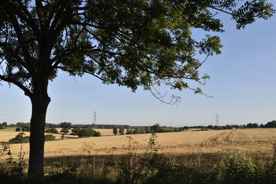 View of trees on landscape against clear blue sky