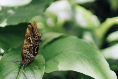 Close-up of butterfly on leaf