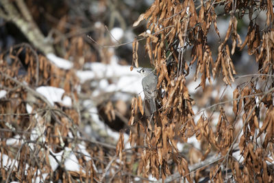 Close-up of dry leaves on field