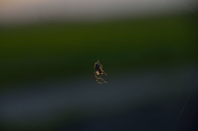 Close-up of insect on leaf