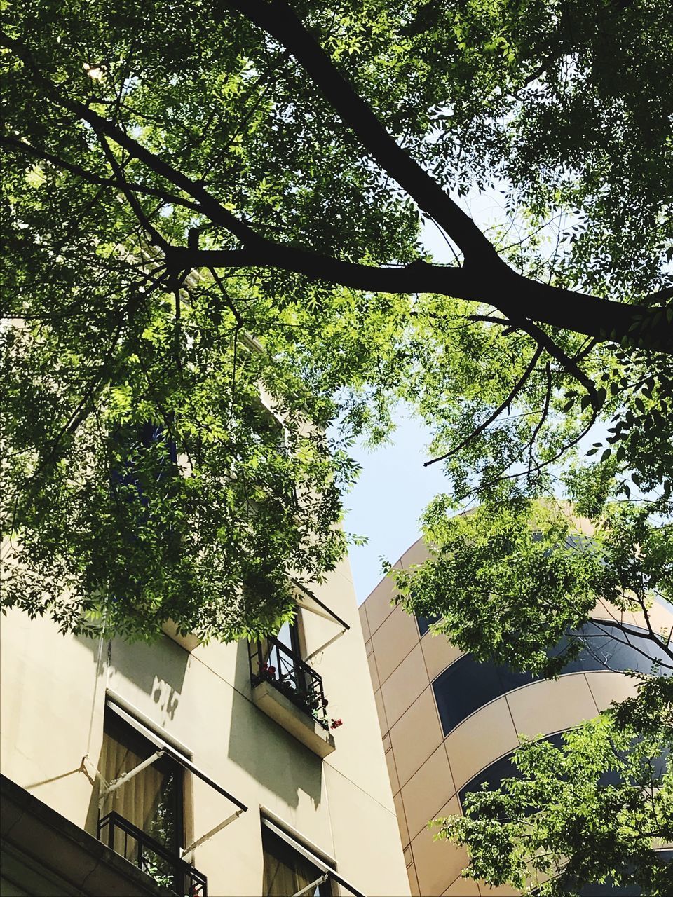 LOW ANGLE VIEW OF TREES AND BUILDINGS AGAINST SKY