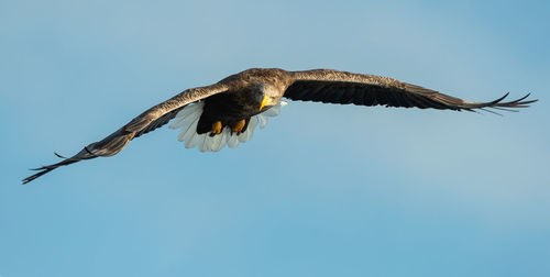 Low angle view of eagle flying in sky