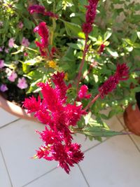 Close-up of red flowers