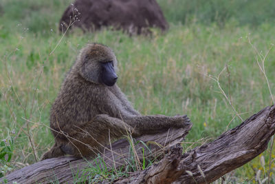 Monkey sitting on a field