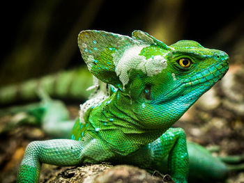 Close-up of lizard