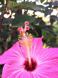 Close-up of pink flower