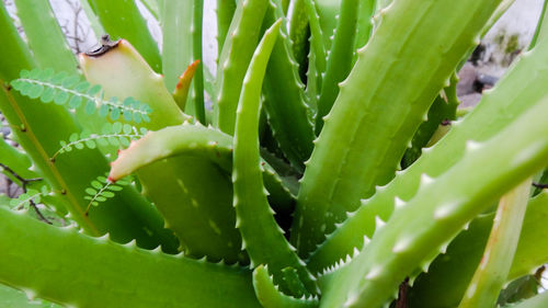 Close-up of cactus plant