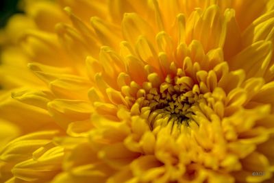 Close-up of yellow flower