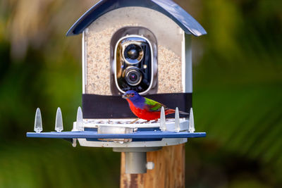 bird feeder