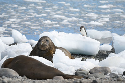 Sea lions at beach during winter