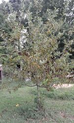 Trees growing on field