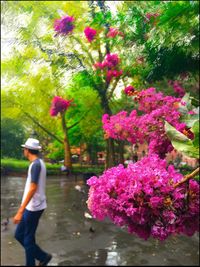 Pink flowers in park