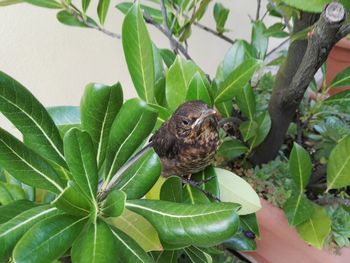 Close-up of bird perching on plant