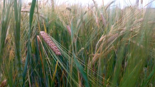 Close-up of wheat growing on field