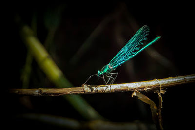 Close-up of insect