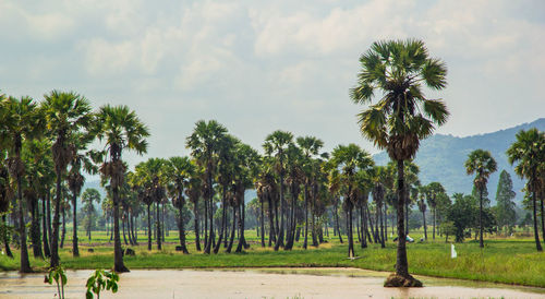 Sugar palm tree and rice field in phetchaburi, thailand