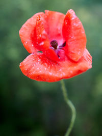 Close-up of red rose flower