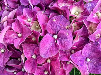 Full frame shot of pink flowers