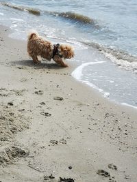 View of dog on beach