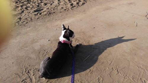 Dog on sand with shadow