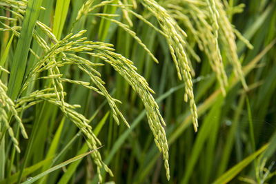 Close-up of wheat growing on field