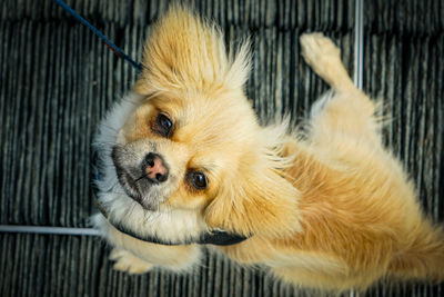 High angle portrait of a dog