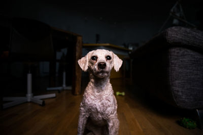 Alert poodle dog indoors