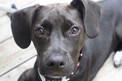 Close-up portrait of black dog
