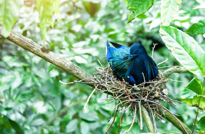 Close-up of peacock perching on tree