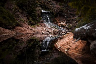 Scenic view of stream flowing in forest