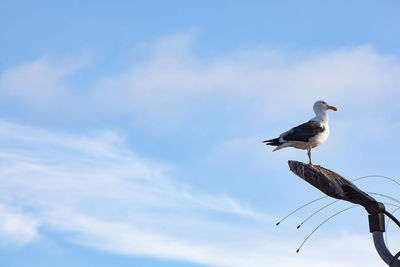 Low angle view of seagull perching on branch