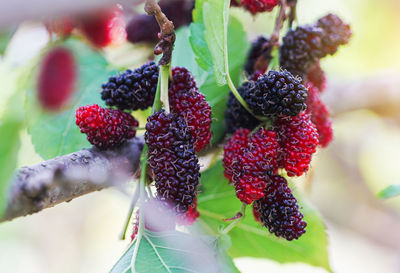 Close-up of strawberries on plant