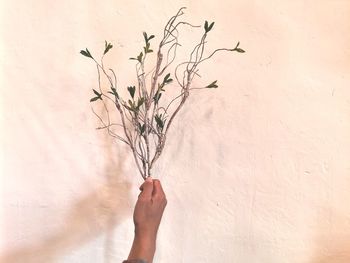 Close-up of hand holding plant against wall