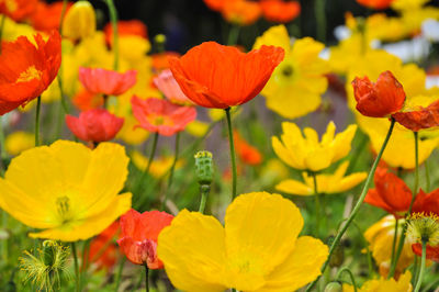 Close-up of yellow tulips