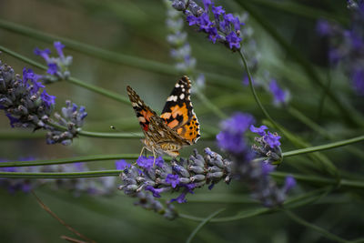 Butterfly pollinating on purple flower
