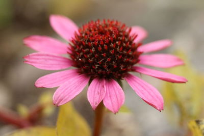 Close-up of pink flower