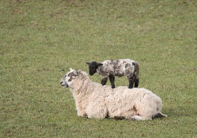 Sheep lying down with lamb on its back