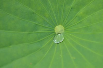 Full frame shot of fresh green leaf