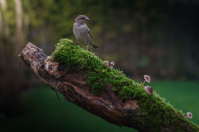 Close-up of bird perching on a tree