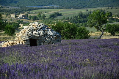 Purple flowering plants on field