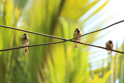 Close-up of bird perching on leaf