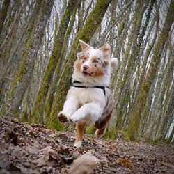 Australian shepherd dog running on field in forest