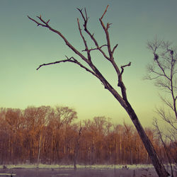 Bare tree against clear sky