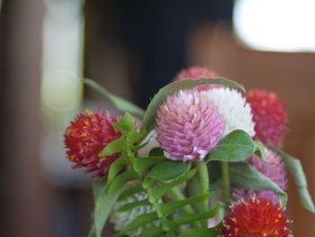 Close-up of pink flower